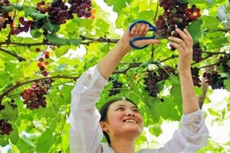 葡萄挂果后如何施肥