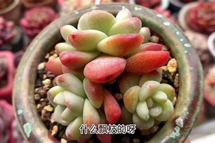 多肉要施什么肥合适