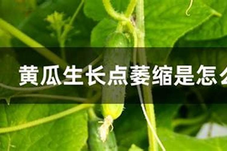 黄瓜发生药害怎么样解决