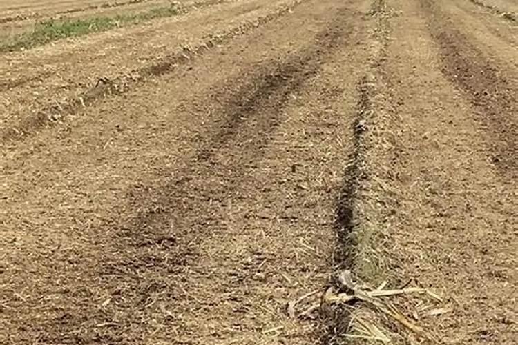 玉米秸秆粉碎直接还田的技术要点是什么？