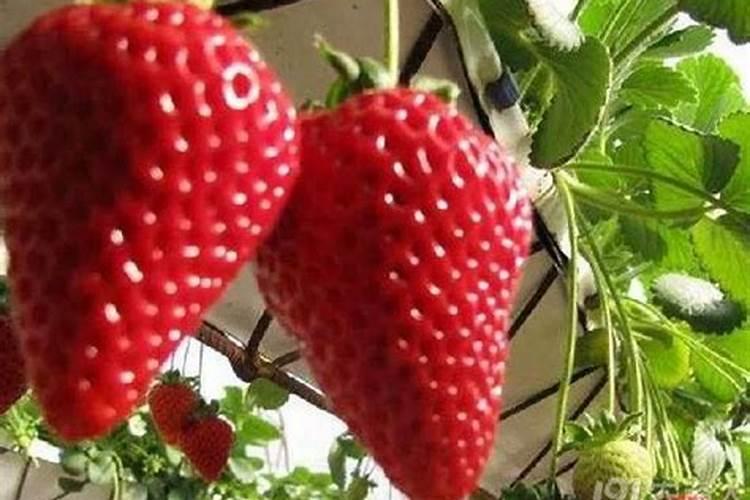 请问草莓膨果期冲什么化肥好？