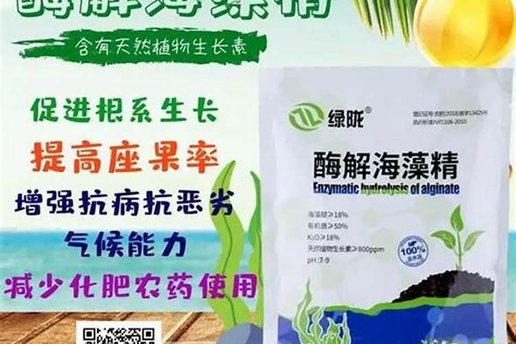 兰花春天什么时候施肥,施什么肥