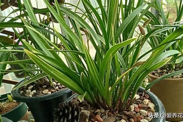 兰花喷什么叶面肥最好(兰花叶面肥喷施注意事项)