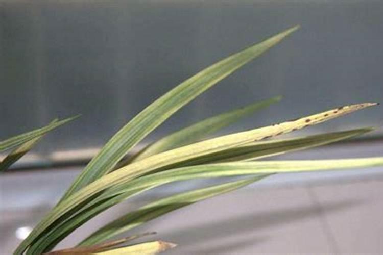 兰花用什么叶面肥最好