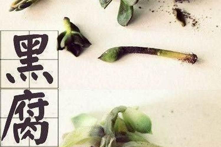 腐植酸肥料的作用和使用方法 腐植酸肥料的作用及功能