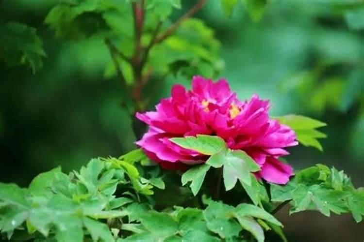 牡丹花怎么养护和施肥