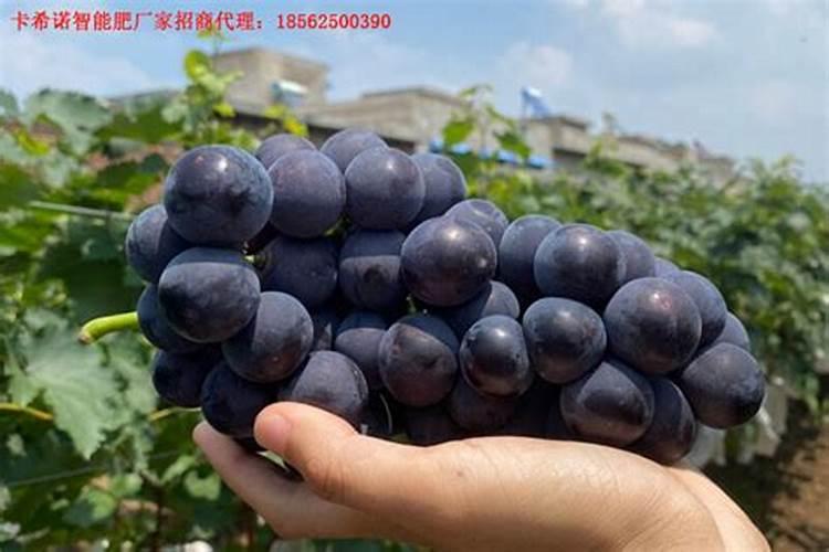 种植巨峰葡萄苗要知道与钙的关系,何时补钙？英英李子苗基地科普百度知 ...