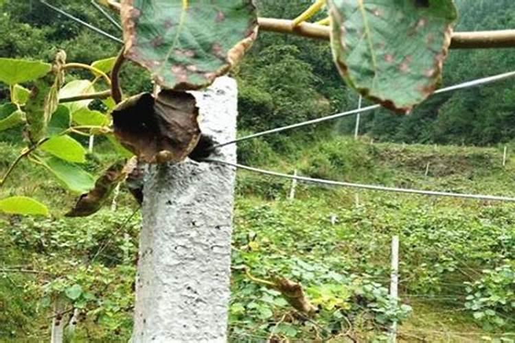 盆栽猕猴桃春季发芽追肥如何施肥用什么肥比较好多久施一次能结果吗百...