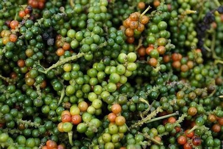 冬季作物抗冻叶面肥配方介绍