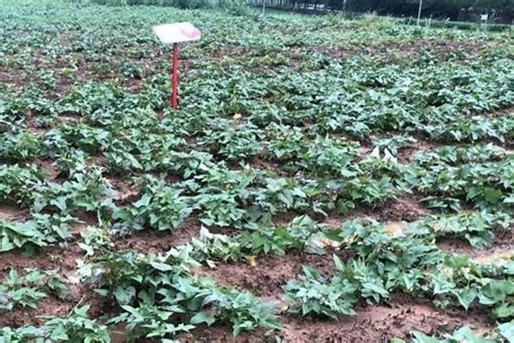 红薯三个时期的施肥方法