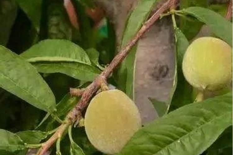 桃树膨果增甜用什么肥？桃树什么时候打膨大剂？桃树水溶肥用调色师