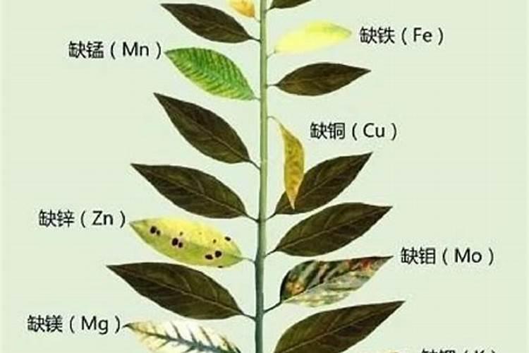 钙镁肥对植物的作用
