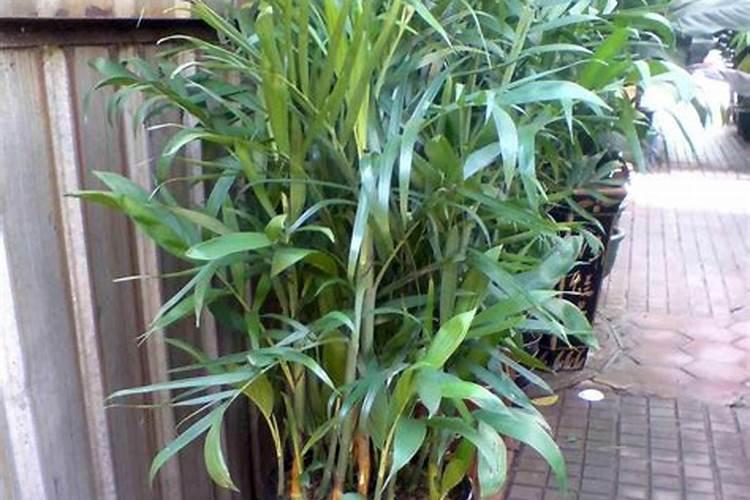 夏威夷竹子怎么养才能更旺盛