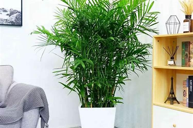 夏威夷竹应该怎么养？