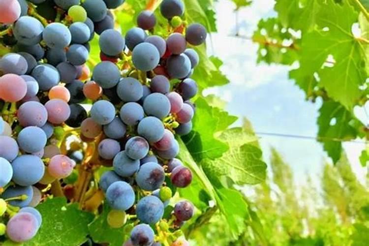 打完石硫合剂什么时间可以打磷酸二氢钾和其它的叶面肥？