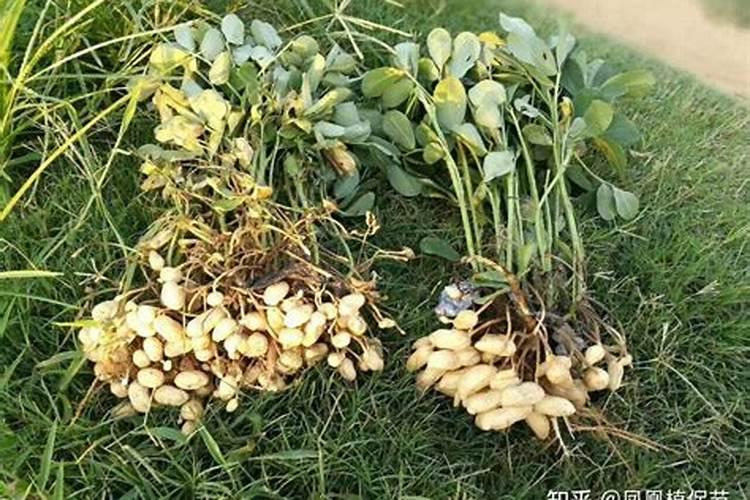 艾草如何种植方法