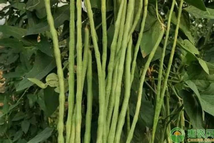 油豆角裂果的原因是什么？