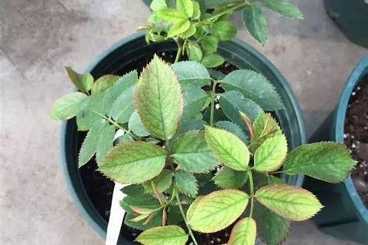 趁现在赶紧给这8种花施肥,晚了就没花看了!