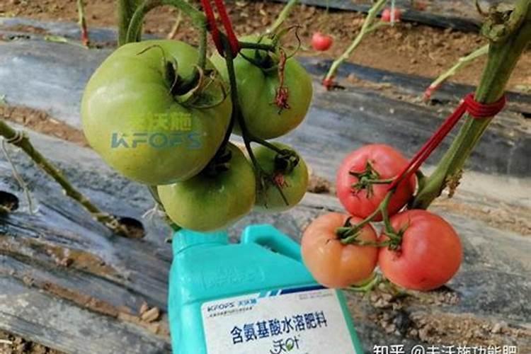 荷花属于什么植物