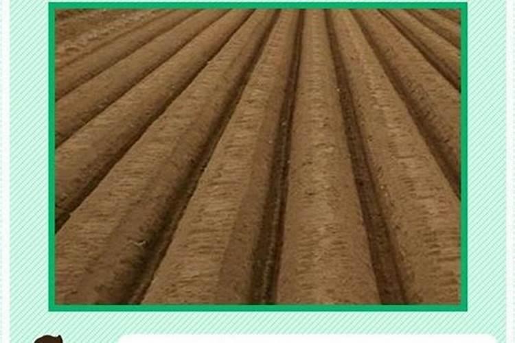 生姜种植选择什么肥料做底肥