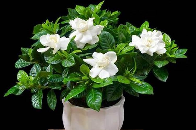 栀子花要怎样施肥？