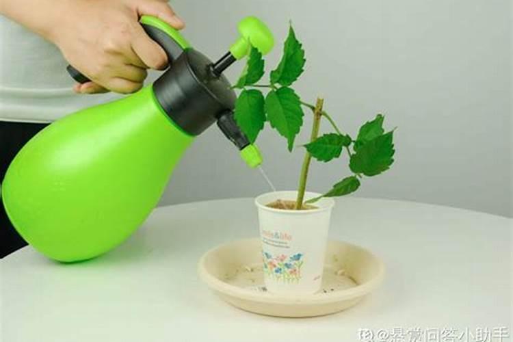 发财树修剪后多久施肥 发财树修剪后适合施肥的时间是多久？