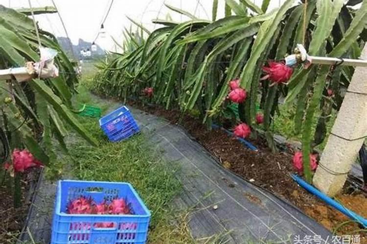 火龙果要用什么肥料才能很快地生长