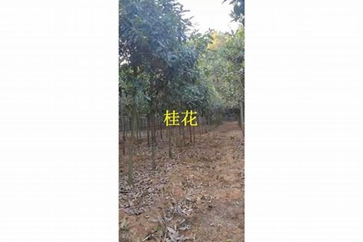 桂花移栽后多久施肥 桂花移栽后应该什么时候施肥？