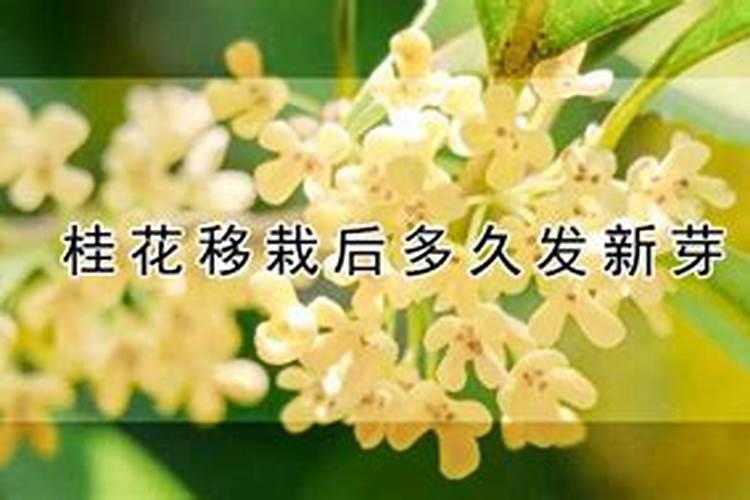 刚移栽多久的桂花树才能施肥