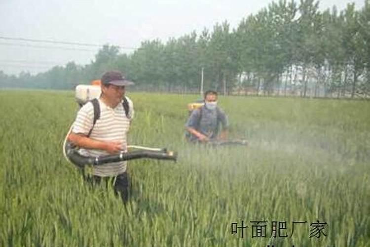 求!谁知道市场上哪种叶面肥效果最好？