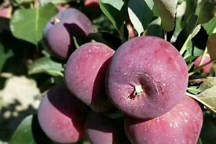 国外进口的叶面肥品牌都有哪些