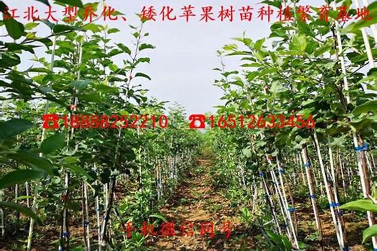 苹果树打药页面肥先放还是后放