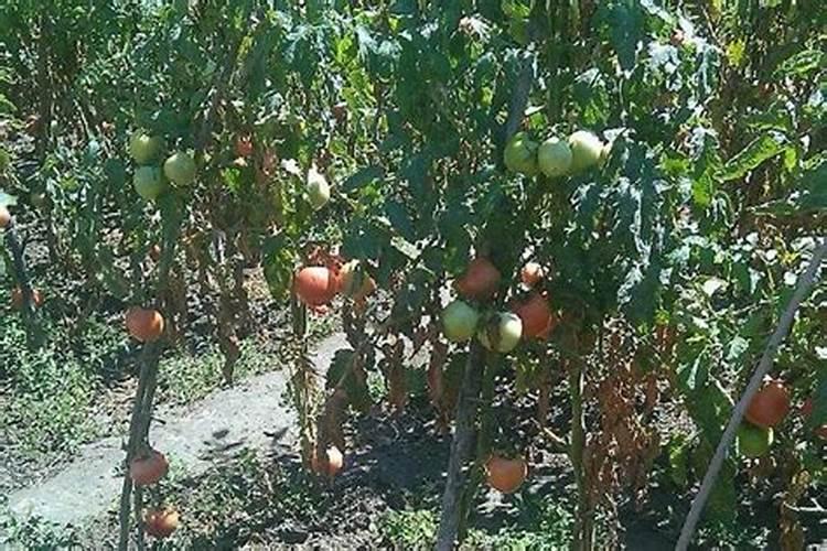 番茄平衡肥什么时候用(番茄平衡肥与高钾肥的使用)