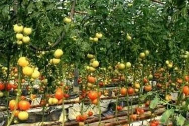 西红柿用什么钾肥更好