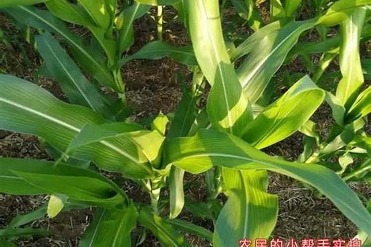 玉米打叶面肥好还是追尿素好