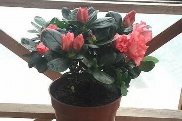 如何判断你的花什么时期该施什么肥