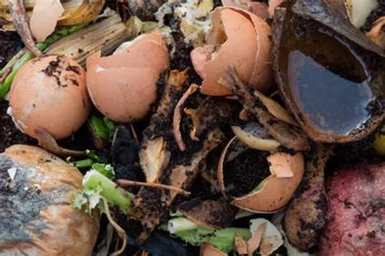 豆角施什么肥料长得好