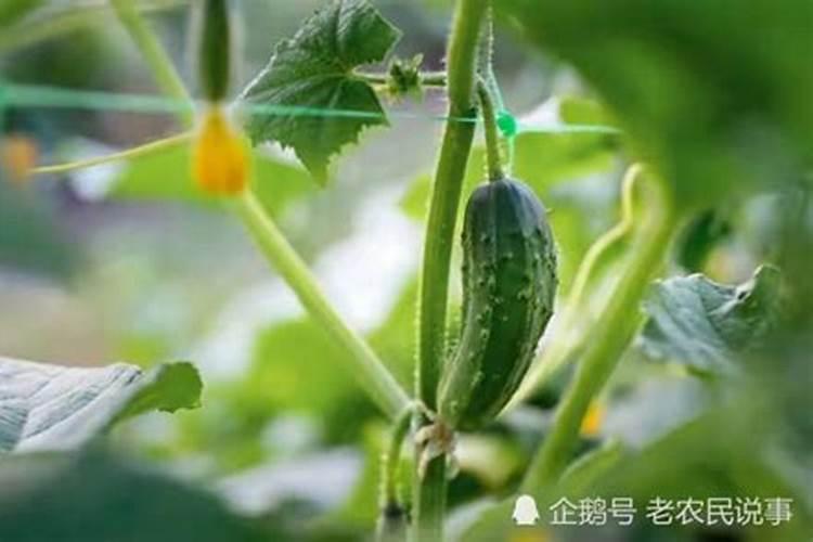 黄瓜如何正确施肥