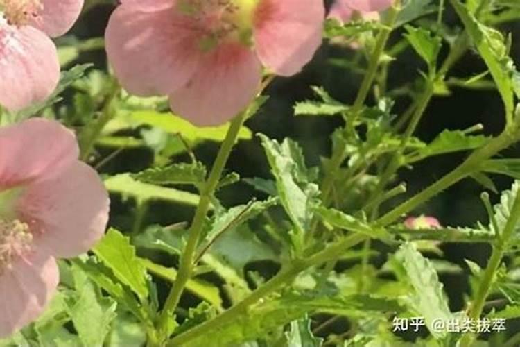 盆栽木槿怎么养