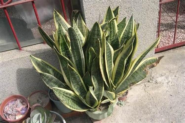 虎皮兰怎么施肥