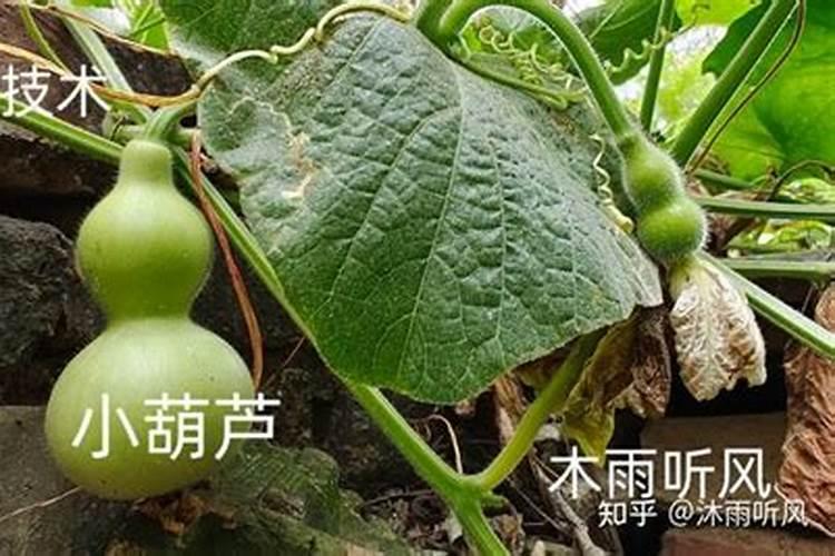 白菜用什么叶面肥好