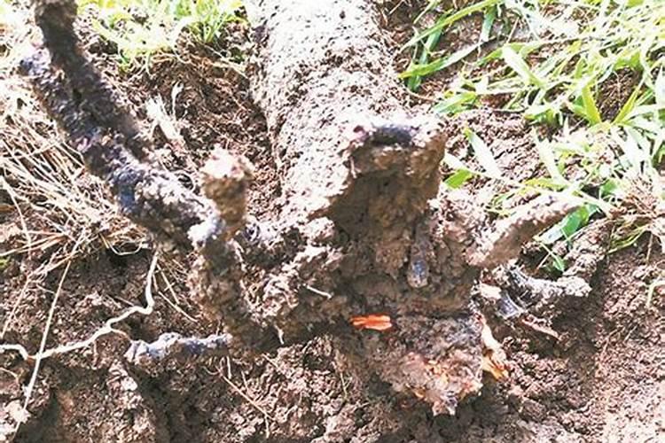 磷肥氮肥钾肥各使用于哪些植物？？