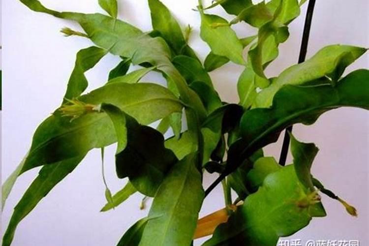 昙花有花苞后怎么养护