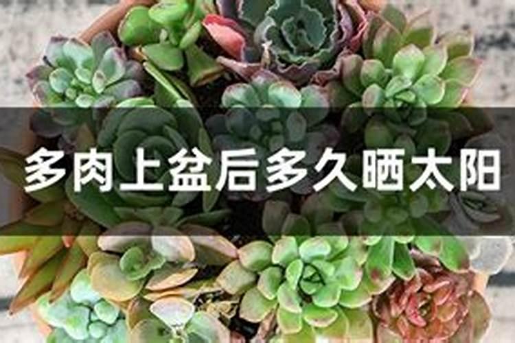 刚上盆的兰花多久施肥 兰花上盆后需要等待多长时间施肥