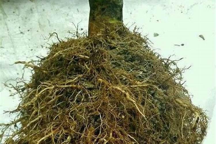 刚上盆的兰花多久施肥