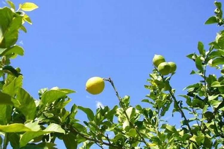 盆栽柠檬树,结果以后,需要施加什么肥料？