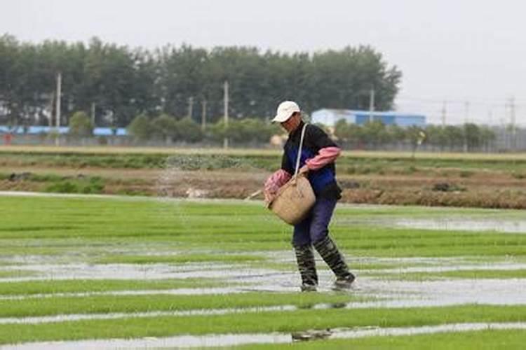 水稻可撒磷肥吗