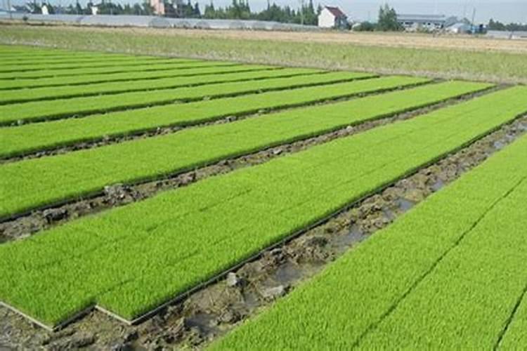 花生追肥时期可以放磷肥吗