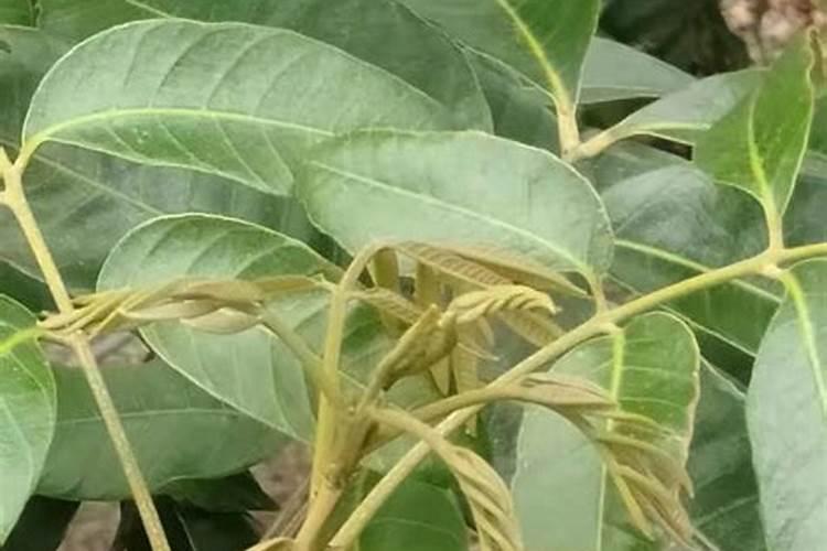 韭菜割完后要怎么施肥