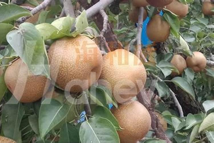 各种作物的水溶肥什么时候用最好,效果最好的使用时间